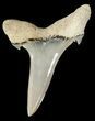 Fossil Sand Shark (Odontaspis) Tooth - Lee Creek, NC #47680-1